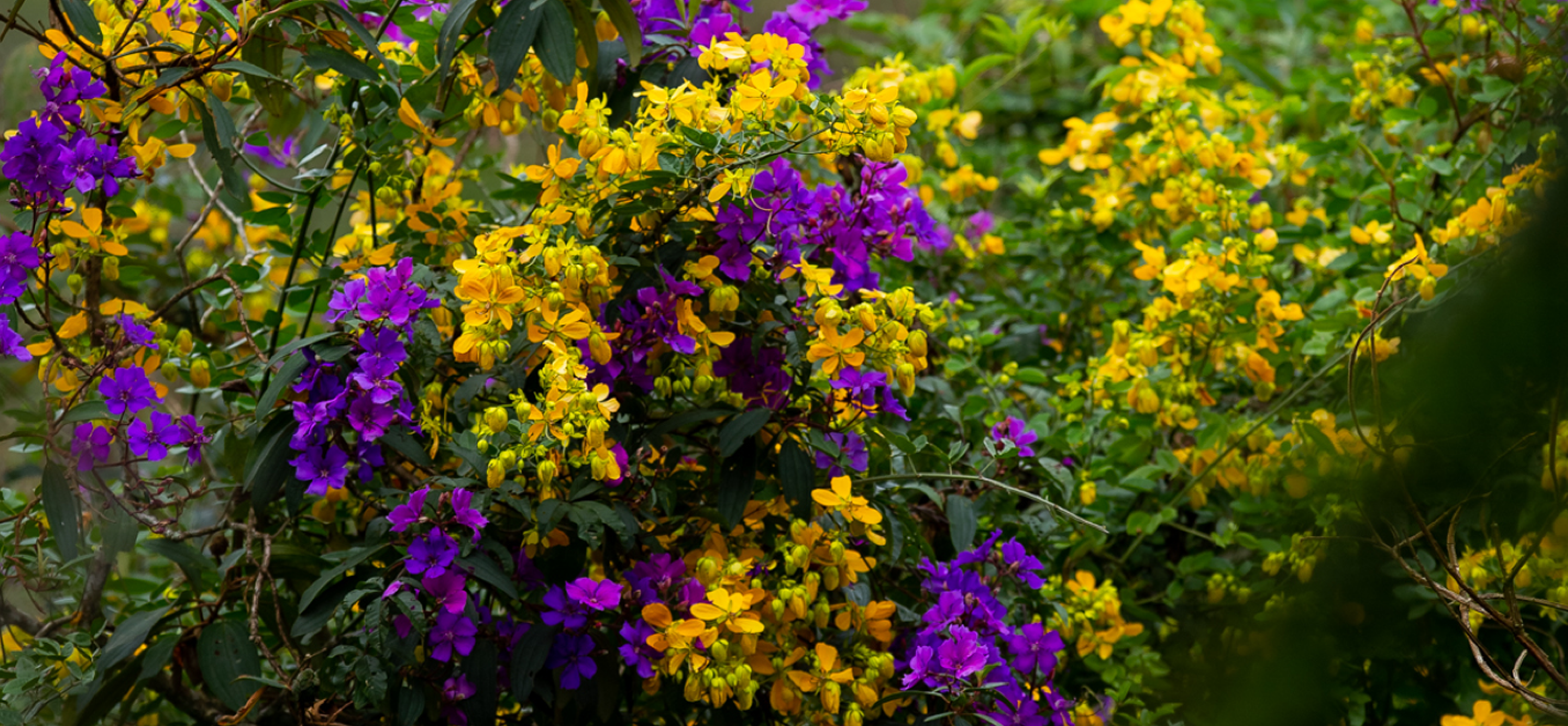 Paisagem natural.